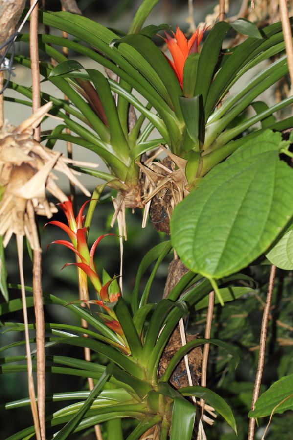 Lokation: Deutschland | Nordrhein-Westfalen | Köln | Riehl Kategorien: Gewächshaus, Zoo, Datum: 03.04.2013