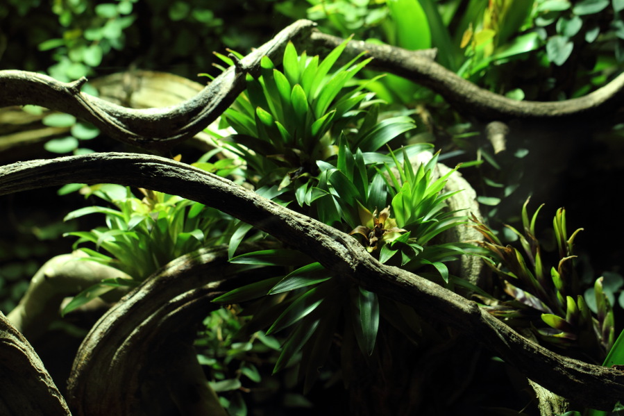 Lokation: Deutschland | Nordrhein-Westfalen | Köln | Riehl Kategorien: Zoo, Terrarien, Datum: 03.04.2013