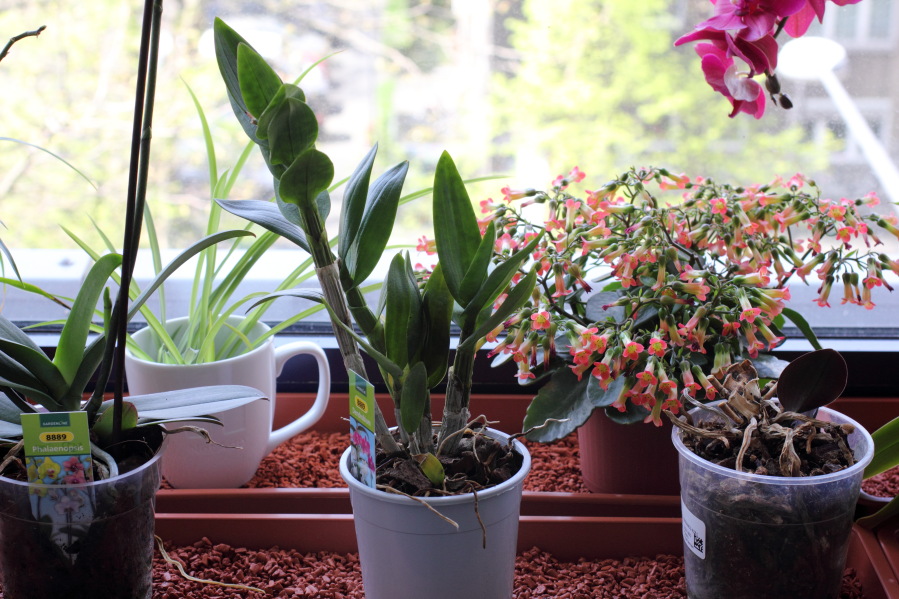 Lokation: Deutschland | Nordrhein-Westfalen | Köln | Stadtgarten Kategorien: Zimmerpflanzen, Datum: 25.04.2013