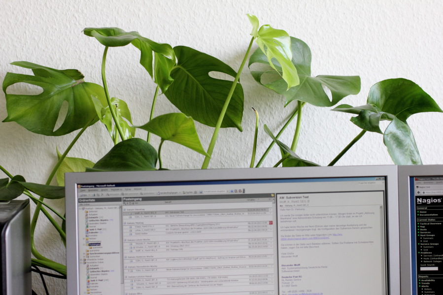 Lokation: Deutschland | Nordrhein-Westfalen | Köln | Stadtgarten Kategorien: Zimmerpflanzen, Datum: 25.04.2013