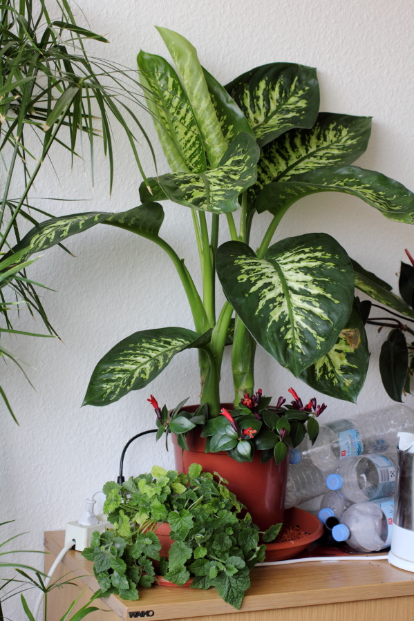 Lokation: Deutschland | Nordrhein-Westfalen | Köln | Stadtgarten Kategorien: Zimmerpflanzen, Datum: 25.04.2013