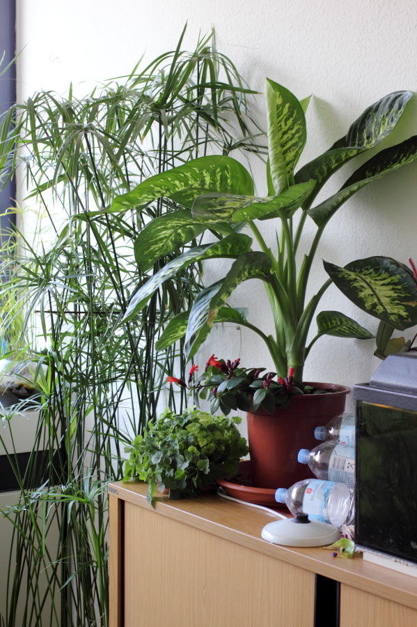 Lokation: Deutschland | Nordrhein-Westfalen | Köln | Stadtgarten Kategorien: Zimmerpflanzen, Datum: 25.04.2013