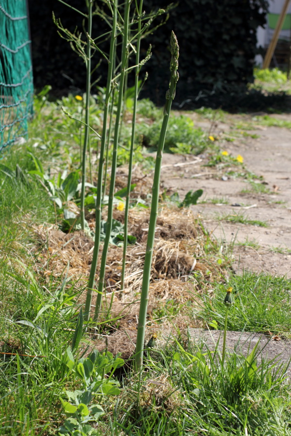 Lokation: Deutschland | Nordrhein-Westfalen | Bergisch Gladbach | Rodemich Kategorien: Permakultur, Datum: 04.05.2013