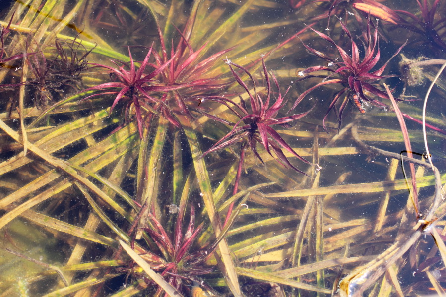 Lokation: Deutschland | Nordrhein-Westfalen | Bergisch Gladbach | Rodemich Kategorien: Habitus, Teich, Datum: 04.05.2013