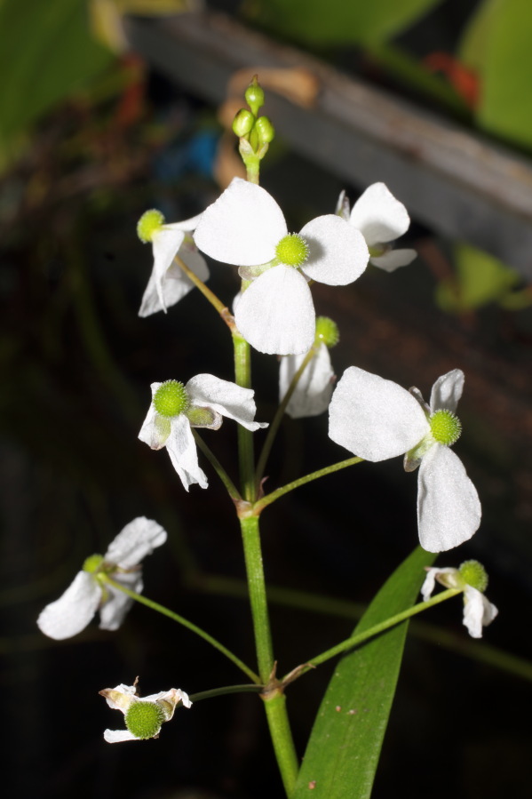 Lokation: Deutschland | Nordrhein-Westfalen | Bergisch Gladbach | Rodemich Kategorien: Blüte, Datum: 18.05.2013