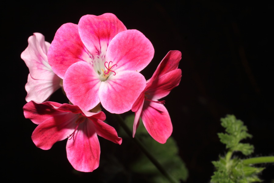 Lokation: Deutschland | Nordrhein-Westfalen | Bergisch Gladbach | Rodemich Kategorien: Blüte, Datum: 18.05.2013