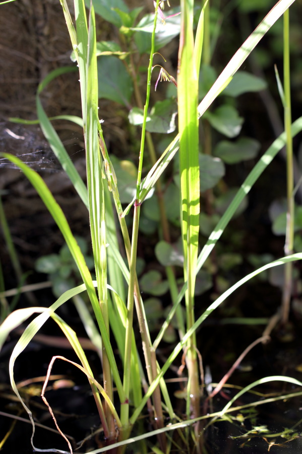 Lokation: Deutschland | Nordrhein-Westfalen | Bergisch Gladbach | Rodemich Kategorien: Blüte, Datum: 19.05.2013