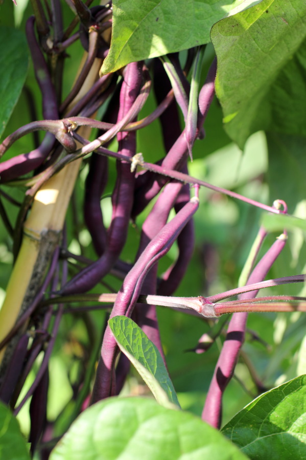 Lokation: Deutschland | Nordrhein-Westfalen | Bergisch Gladbach | Rodemich Kategorien: Früchte, Permakultur, Datum: 27.07.2013