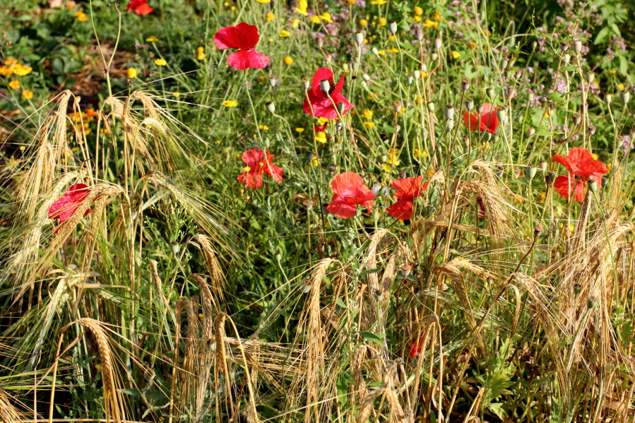 Lokation: Deutschland | Nordrhein-Westfalen | Bergisch Gladbach | Rodemich Kategorien: Permakultur, Datum: 27.07.2013