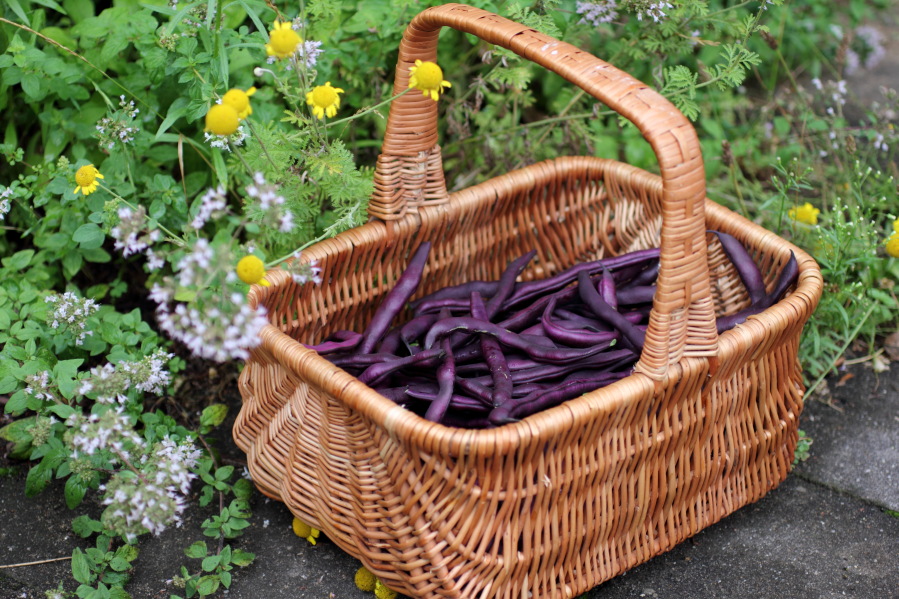 Lokation: Deutschland | Nordrhein-Westfalen | Bergisch Gladbach | Rodemich Kategorien: Früchte, Permakultur, Datum: 28.07.2013