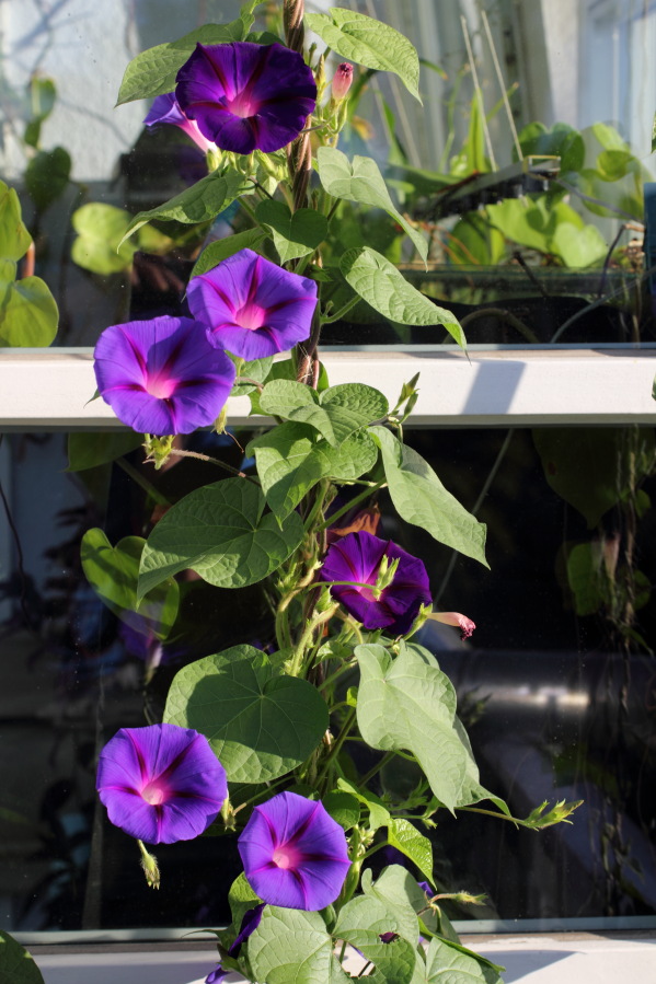 Lokation: Deutschland | Nordrhein-Westfalen | Bergisch Gladbach | Rodemich Kategorien: Kübelpflanzen, Datum: 05.08.2013