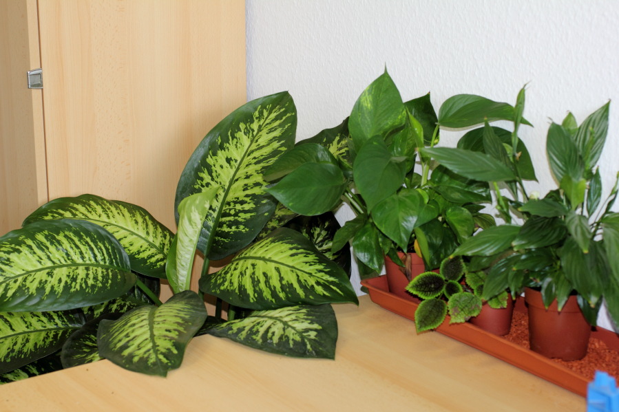 Lokation: Deutschland | Nordrhein-Westfalen | Köln | Stadtgarten Kategorien: Zimmerpflanzen, Datum: 09.08.2013