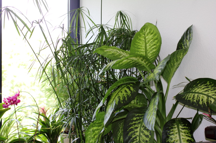 Lokation: Deutschland | Nordrhein-Westfalen | Köln | Stadtgarten Kategorien: Zimmerpflanzen, Datum: 09.08.2013