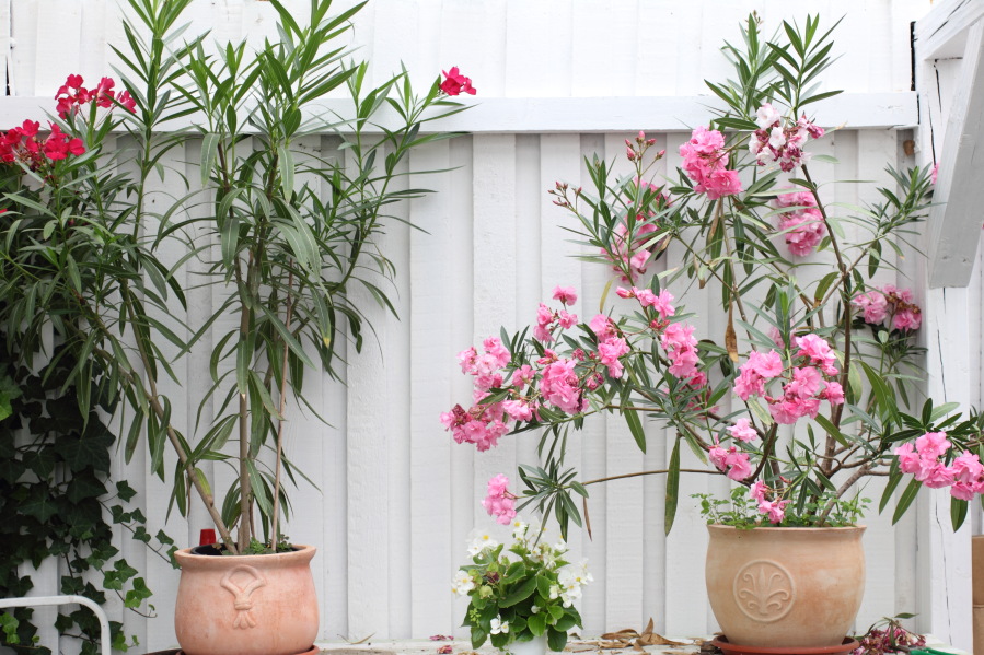 Lokation: Deutschland | Nordrhein-Westfalen | Bergisch Gladbach | Rodemich Kategorien: Kübelpflanzen, Datum: 12.08.2013