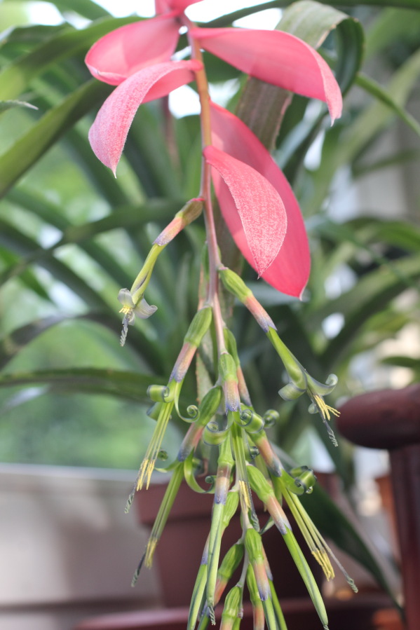 Lokation: Deutschland | Nordrhein-Westfalen | Bergisch Gladbach | Rodemich Kategorien: Zimmerpflanzen, Datum: 29.08.2013