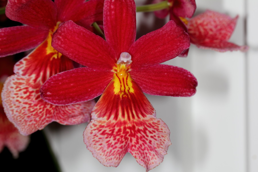 Lokation: Deutschland | Nordrhein-Westfalen | Bergisch Gladbach | Rodemich Kategorien: Zimmerpflanzen, Datum: 16.09.2013