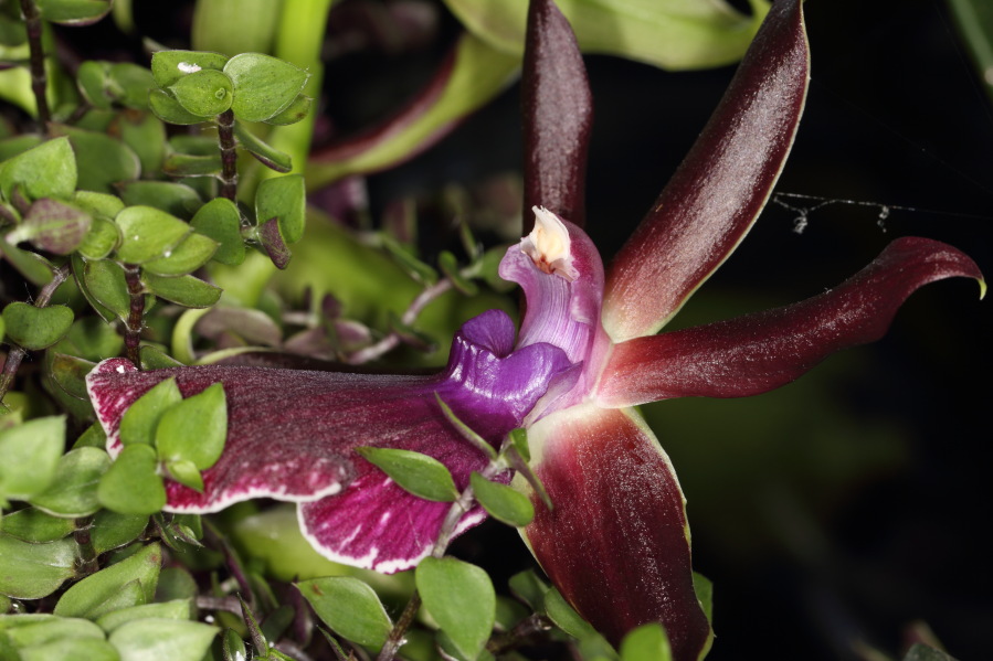 Lokation: Deutschland | Nordrhein-Westfalen | Bergisch Gladbach | Rodemich Kategorien: Zimmerpflanzen, Datum: 16.09.2013