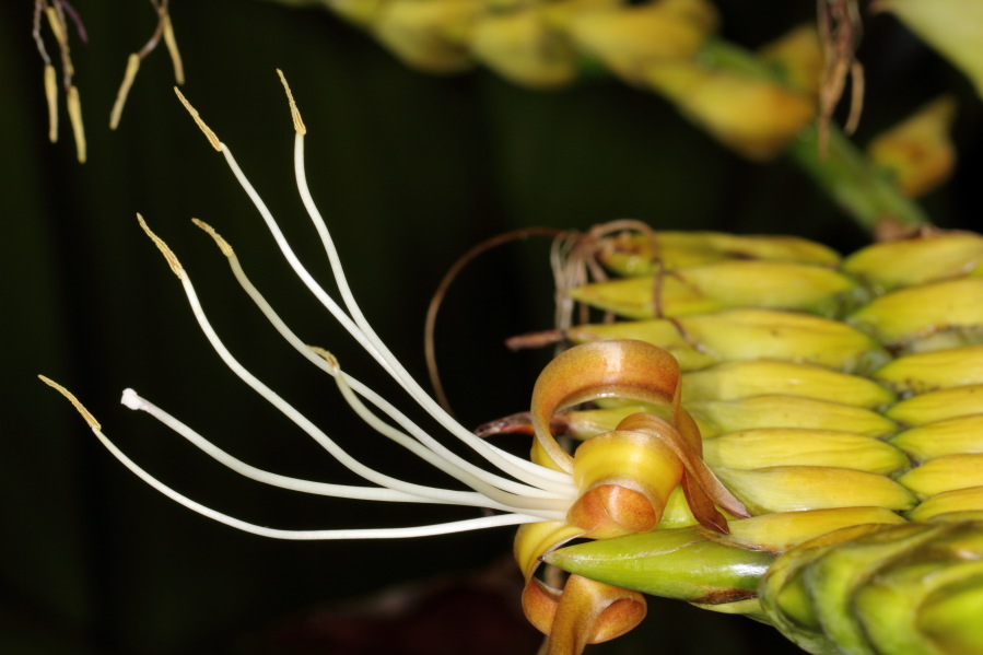 Lokation: Deutschland | Nordrhein-Westfalen | Köln | Riehl Kategorien: Gewächshaus, Datum: 17.09.2013