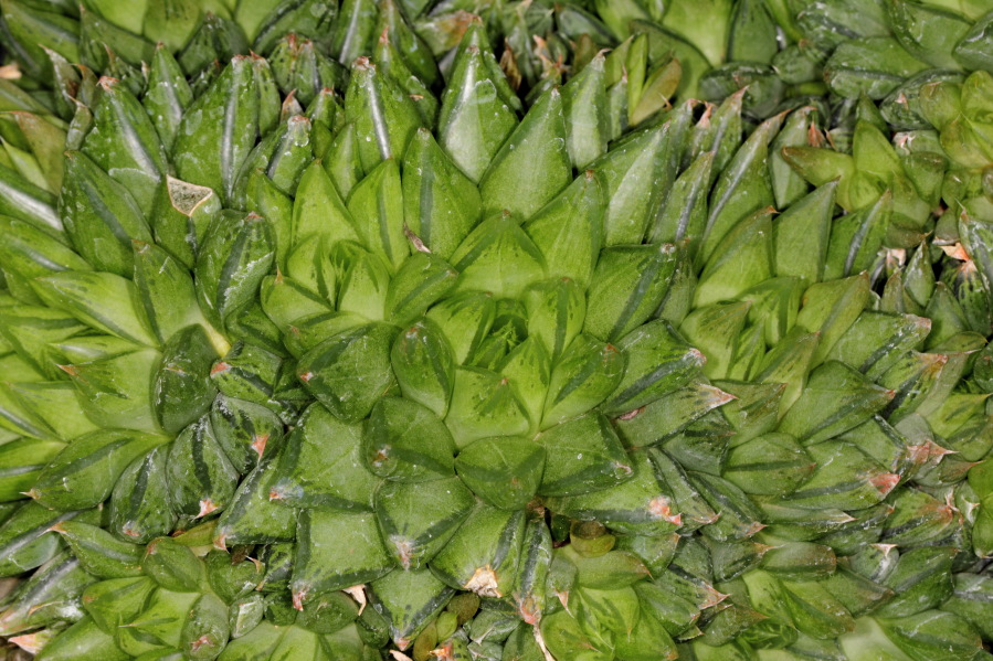 Lokation: Deutschland | Nordrhein-Westfalen | Köln | Riehl Kategorien: Gewächshaus, Datum: 17.09.2013