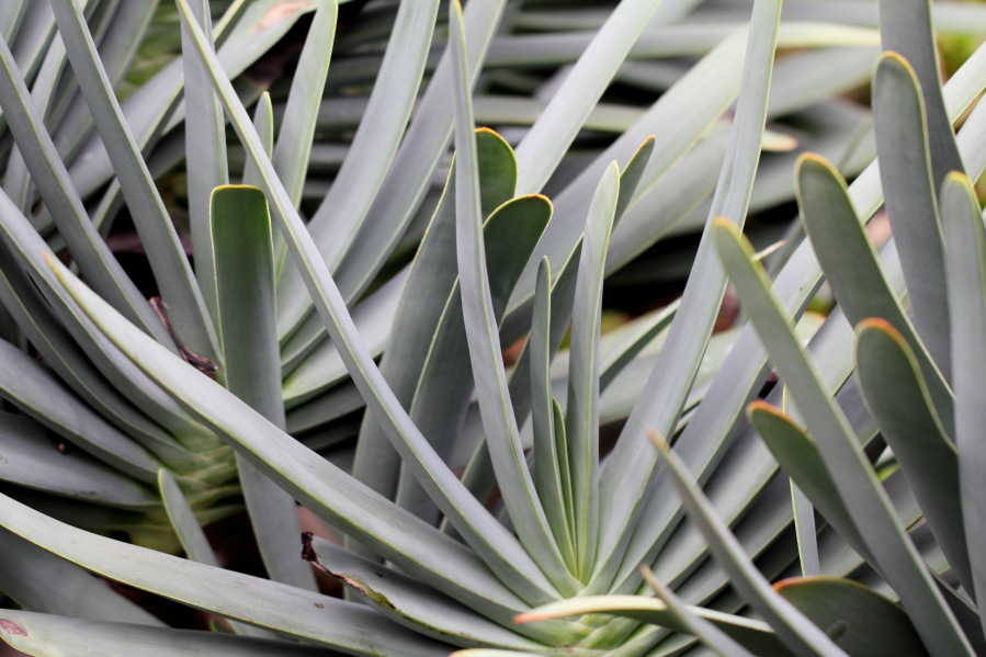 Lokation: Deutschland | Nordrhein-Westfalen | Köln | Riehl Kategorien: Gewächshaus, Datum: 17.09.2013