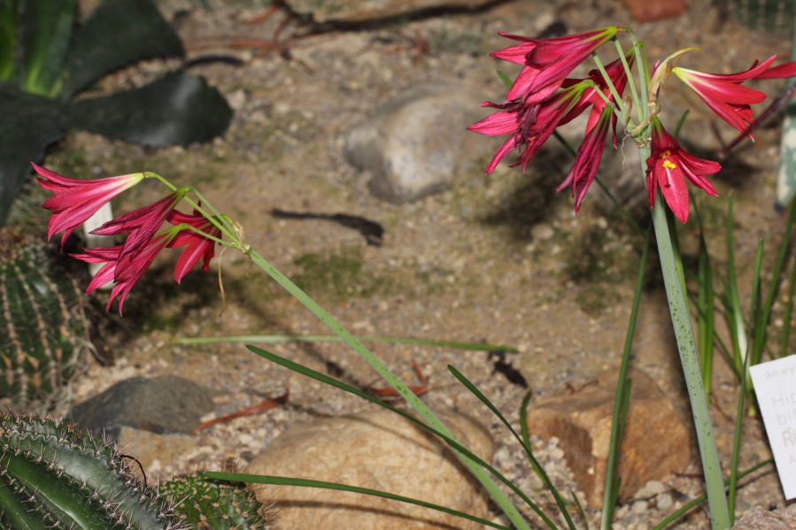 Lokation: Deutschland | Nordrhein-Westfalen | Köln | Riehl Kategorien: Gewächshaus, Datum: 17.09.2013