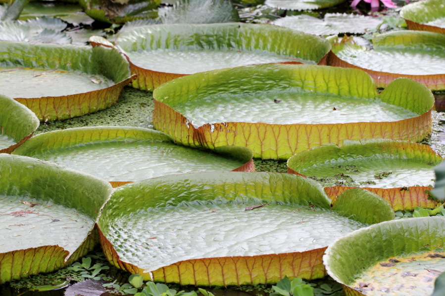 Lokation: Deutschland | Nordrhein-Westfalen | Köln | Riehl Kategorien: Habitus, Garten, Datum: 17.09.2013