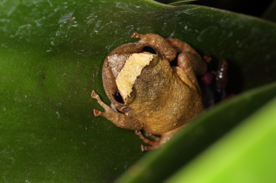 Lokation: Deutschland | Nordrhein-Westfalen | Köln | Riehl Kategorien: Gewächshaus, Frösche, Datum: 17.09.2013