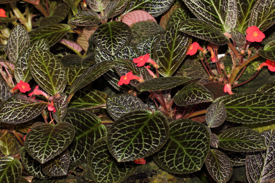 Lokation: Deutschland | Nordrhein-Westfalen | Köln | Riehl Kategorien: Gewächshaus, Datum: 17.09.2013