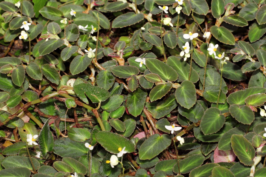 Lokation: Deutschland | Nordrhein-Westfalen | Köln | Riehl Kategorien: Gewächshaus, Datum: 17.09.2013