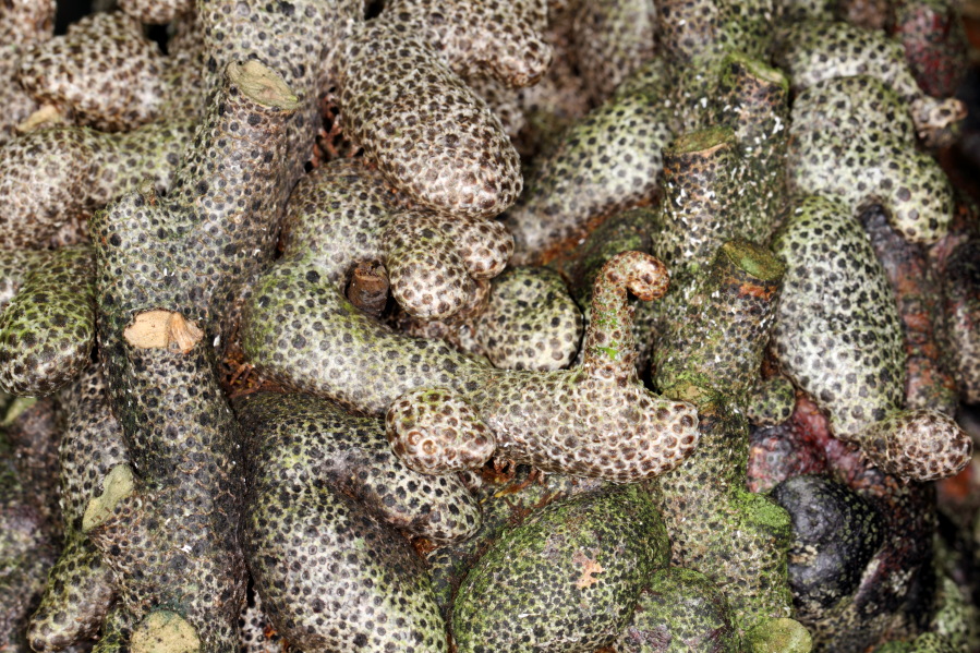 Lokation: Deutschland | Nordrhein-Westfalen | Köln | Riehl Kategorien: Gewächshaus, Datum: 17.09.2013