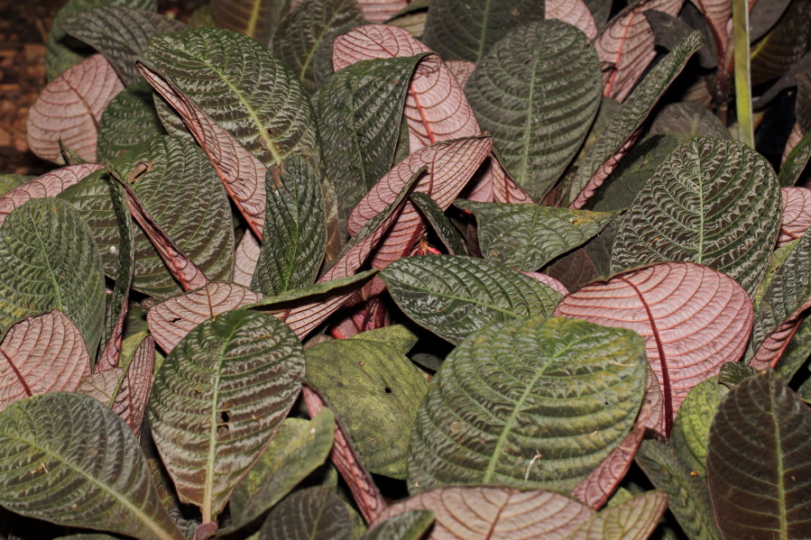 Lokation: Deutschland | Nordrhein-Westfalen | Köln | Riehl Kategorien: Gewächshaus, Datum: 17.09.2013