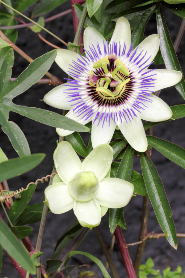 Lokation: Deutschland | Nordrhein-Westfalen | Bergisch Gladbach | Rodemich Kategorien: Blüte, Datum: 21.09.2013