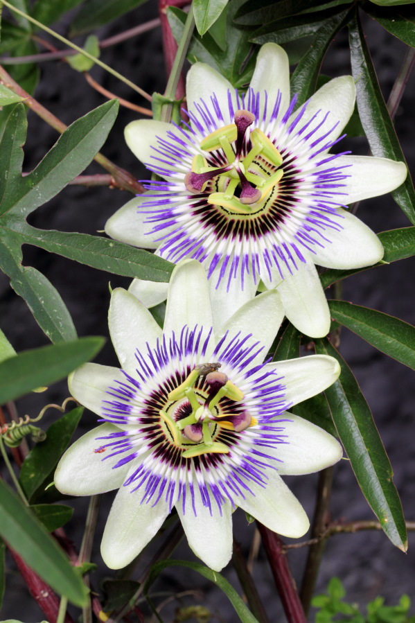 Lokation: Deutschland | Nordrhein-Westfalen | Bergisch Gladbach | Rodemich Kategorien: Blüte, Datum: 21.09.2013