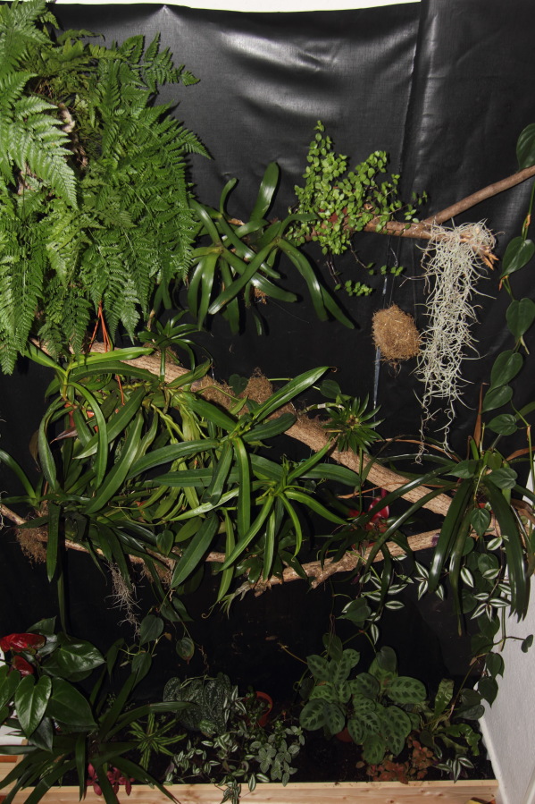 Lokation: Deutschland | Nordrhein-Westfalen | Bergisch Gladbach | Rodemich Kategorien: Pflanzenwand, Datum: 05.10.2013