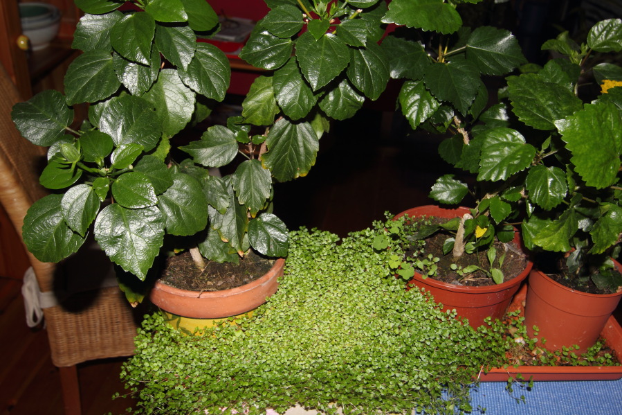 Lokation: Deutschland | Nordrhein-Westfalen | Bergisch Gladbach | Rodemich Kategorien: Zimmerpflanzen, Datum: 06.10.2013