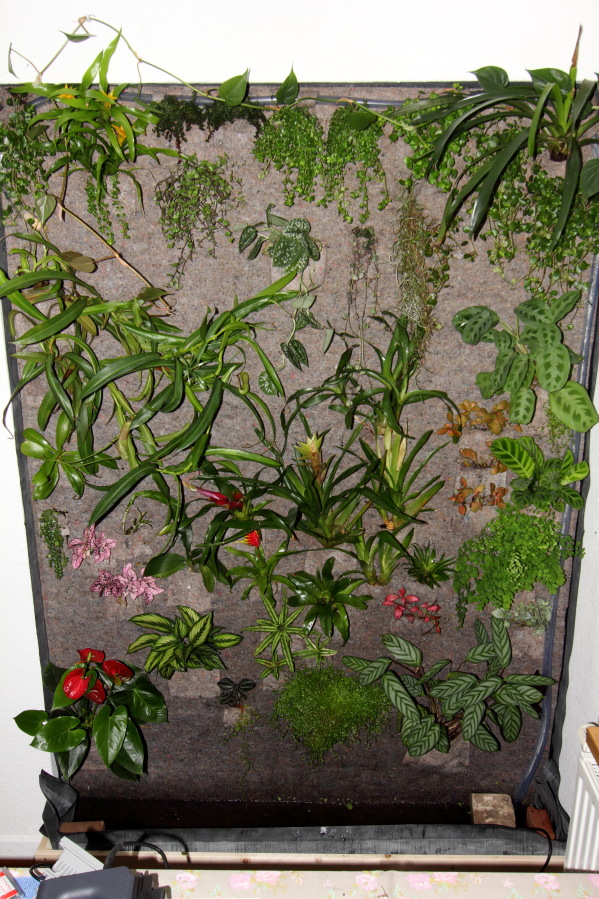 Lokation: Deutschland | Nordrhein-Westfalen | Bergisch Gladbach | Rodemich Kategorien: Pflanzenwand, Datum: 06.10.2013