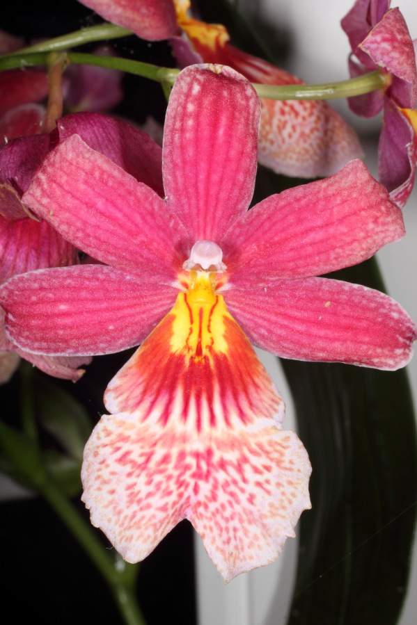 Lokation: Deutschland | Nordrhein-Westfalen | Bergisch Gladbach | Rodemich Kategorien: Zimmerpflanzen, Datum: 14.10.2013