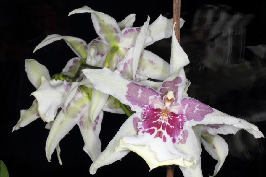 Lokation: Deutschland | Nordrhein-Westfalen | Köln | Stadtgarten Kategorien: Zimmerpflanzen, Datum: 15.10.2013