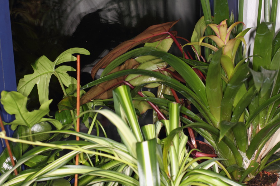 Lokation: Deutschland | Nordrhein-Westfalen | Köln | Stadtgarten Kategorien: Zimmerpflanzen, Datum: 15.10.2013