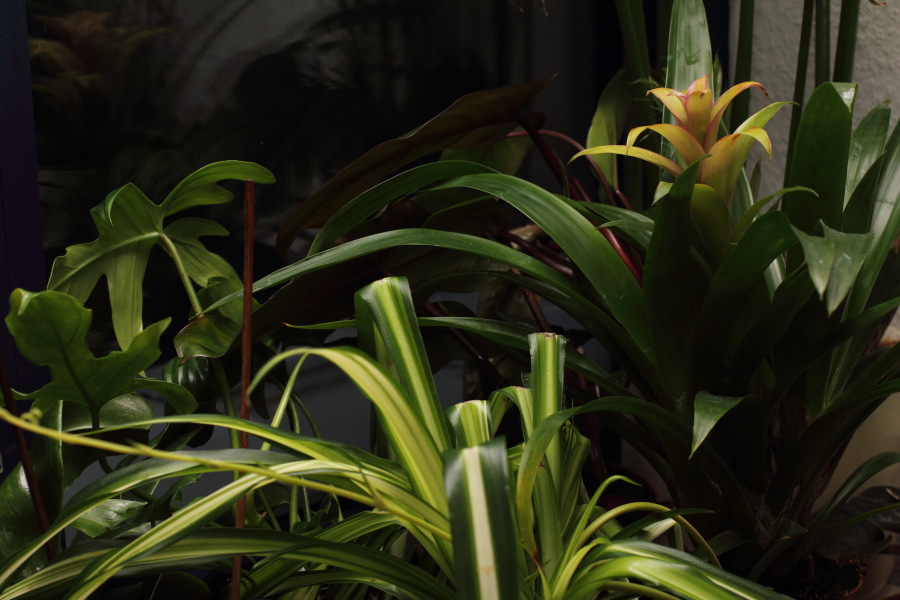 Lokation: Deutschland | Nordrhein-Westfalen | Köln | Stadtgarten Kategorien: Zimmerpflanzen, Datum: 15.10.2013