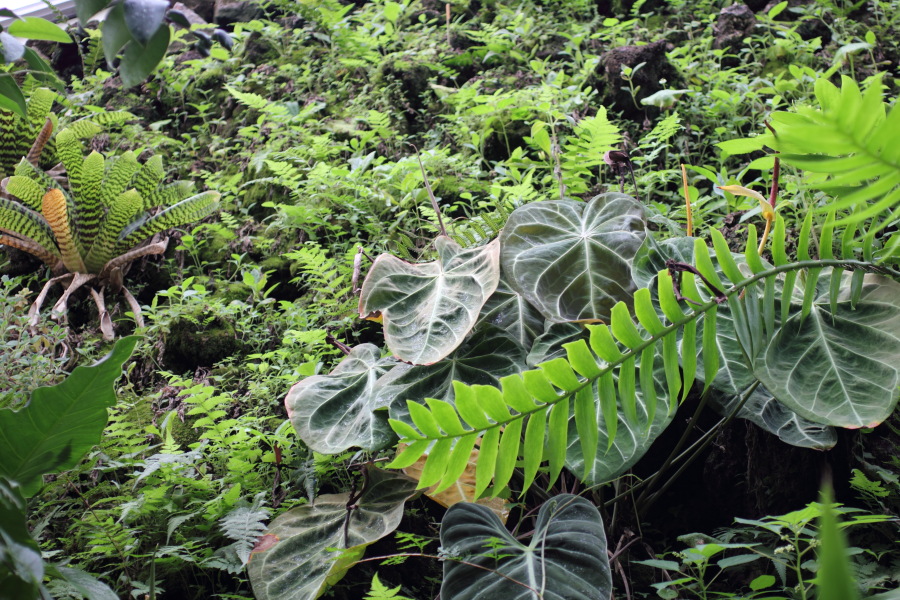 Lokation: Deutschland | Nordrhein-Westfalen | Bonn | Poppelsdorf Kategorien: Gewächshaus, Datum: 15.10.2013