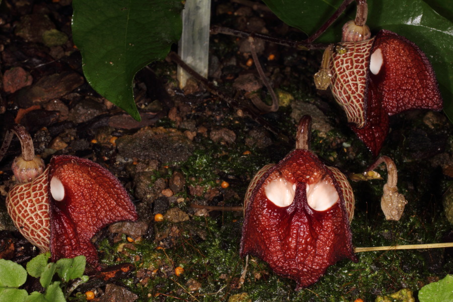 Lokation: Deutschland | Nordrhein-Westfalen | Bonn | Poppelsdorf Kategorien: Gewächshaus, Datum: 15.10.2013