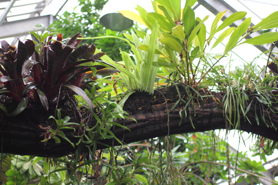 Lokation: Deutschland | Nordrhein-Westfalen | Bonn | Poppelsdorf Kategorien: Gewächshaus, Datum: 15.10.2013