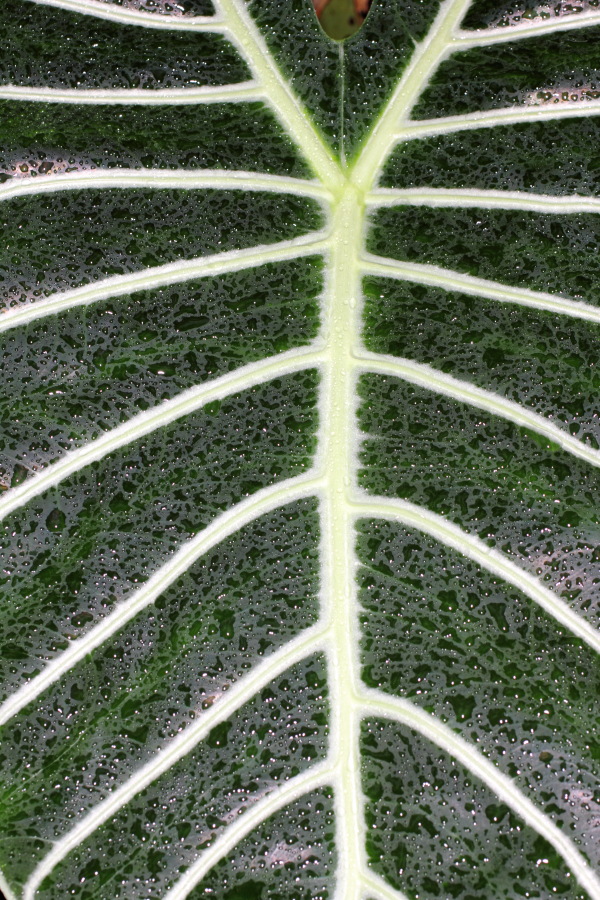 Lokation: Deutschland | Nordrhein-Westfalen | Bonn | Poppelsdorf Kategorien: Gewächshaus, Datum: 15.10.2013