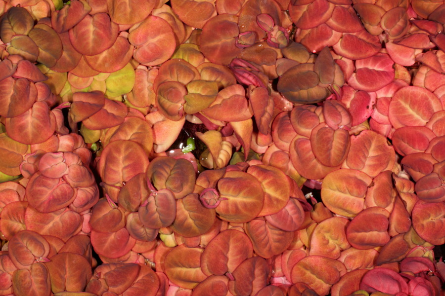 Lokation: Deutschland | Nordrhein-Westfalen | Bonn | Poppelsdorf Kategorien: Gewächshaus, Datum: 15.10.2013