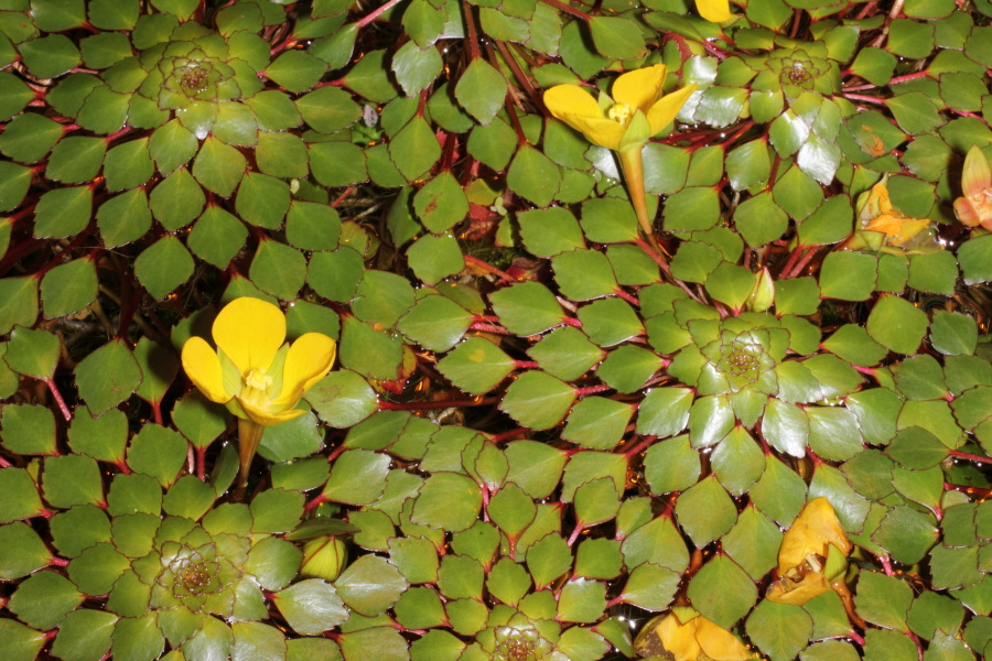 Lokation: Deutschland | Nordrhein-Westfalen | Bonn | Poppelsdorf Kategorien: Gewächshaus, Datum: 15.10.2013