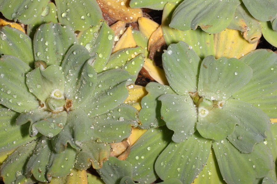 Lokation: Deutschland | Nordrhein-Westfalen | Bonn | Poppelsdorf Kategorien: Gewächshaus, Datum: 15.10.2013