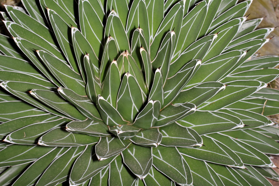 Lokation: Deutschland | Nordrhein-Westfalen | Bonn | Poppelsdorf Kategorien: Gewächshaus, Datum: 15.10.2013