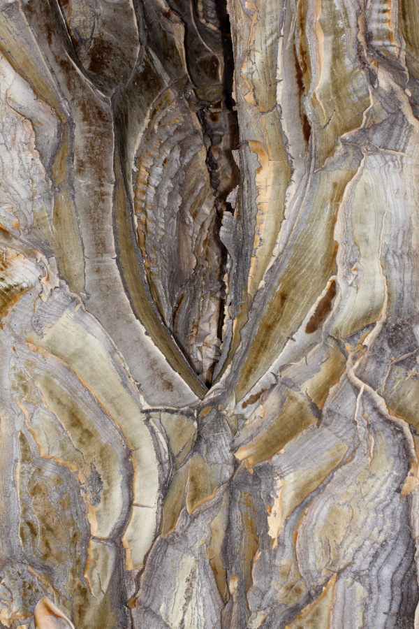 Lokation: Deutschland | Nordrhein-Westfalen | Bonn | Poppelsdorf Kategorien: Gewächshaus, Datum: 15.10.2013