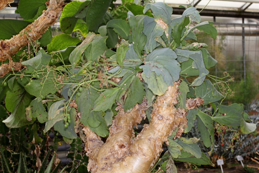 Lokation: Deutschland | Nordrhein-Westfalen | Bonn | Poppelsdorf Kategorien: Gewächshaus, Datum: 15.10.2013